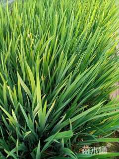 高度40厘米西伯利亚鸢尾