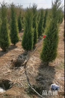 高度100厘米塔柏