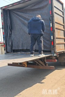 高度40厘米花叶水葱