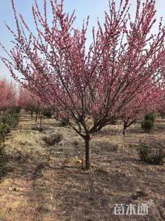 20公分骨里红梅