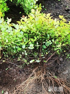 高度25厘米金焰绣线菊