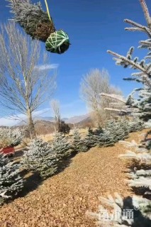 高度300厘米美国蓝杉