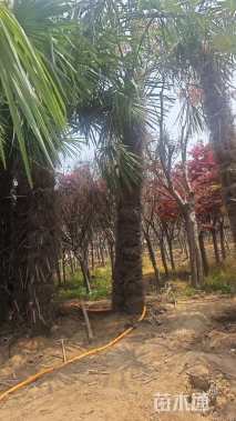 裸干高300厘米棕榈