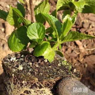 高度30厘米绣球