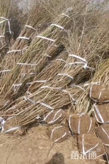 高度100厘米黄刺玫