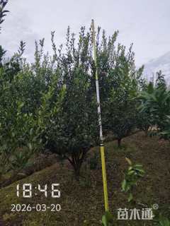 高度300厘米南丰蜜桔