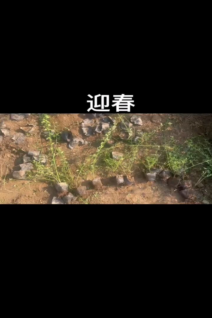 高度60厘米迎春花