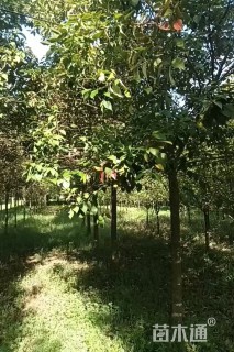 10公分大叶女贞