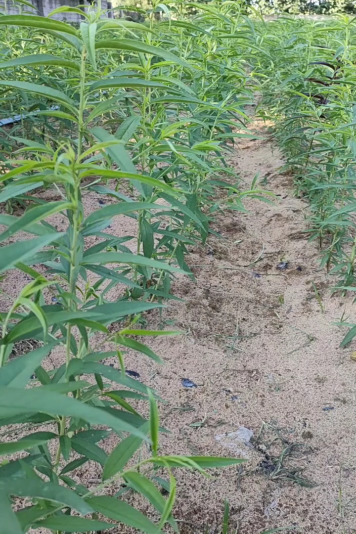 高度80厘米毛桃小苗