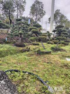 12公分造型黑松