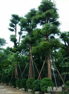 30公分小叶榄仁
