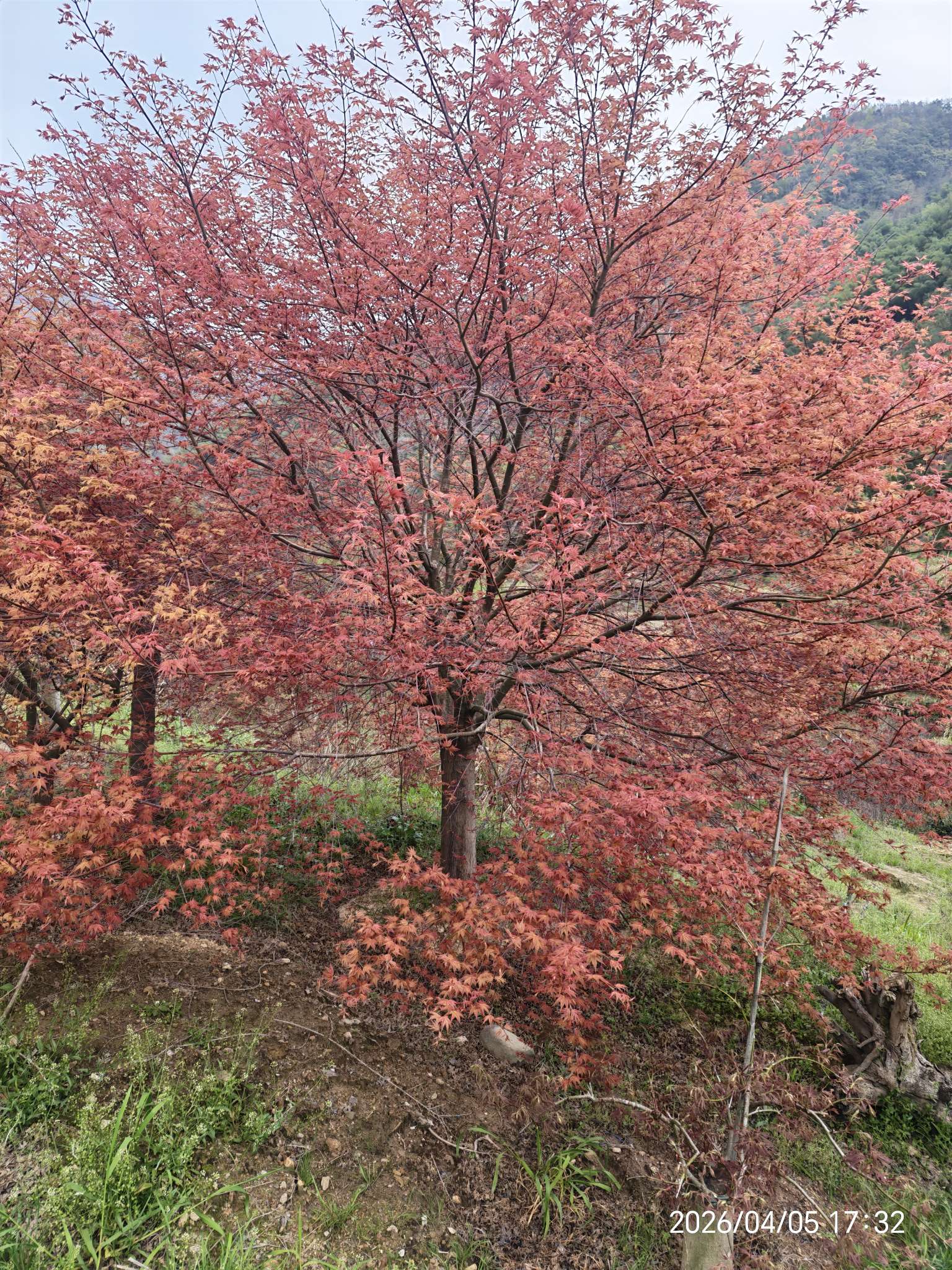 8公分日本红枫