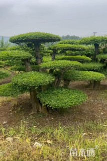 30公分造型对节白蜡