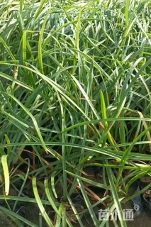 高度30厘米韭兰