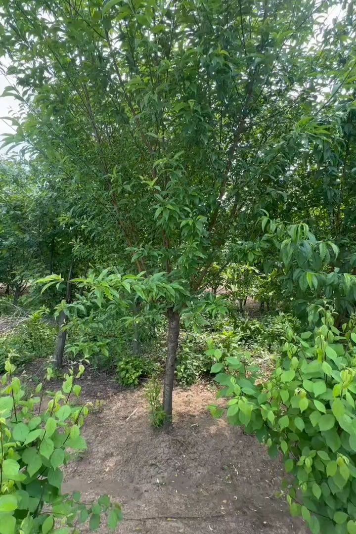 14公分桃树