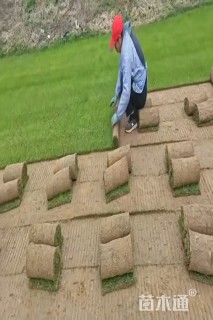 草块状百慕大草