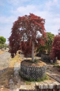 高度450厘米羽毛枫