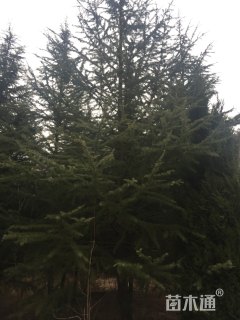 高度1200厘米雪松