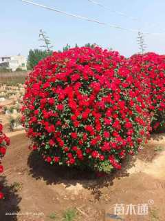 冠幅100厘米月季花球