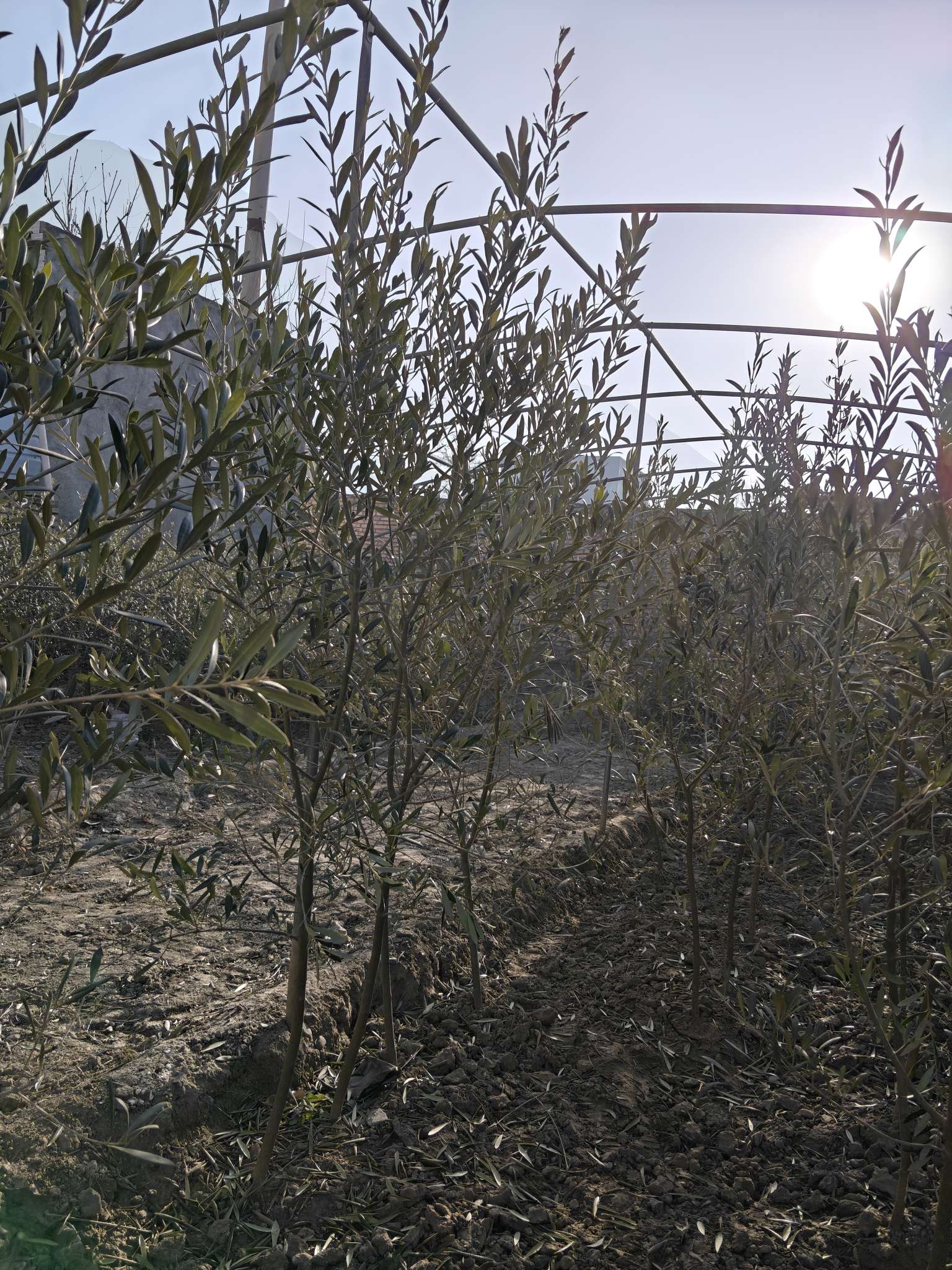 1公分橄榄树
