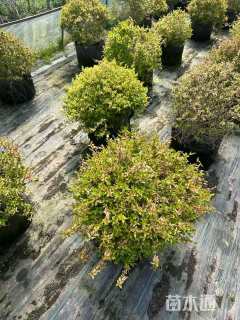 高度30厘米六道木