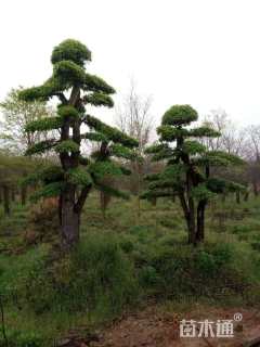 20公分造型榆树