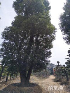 50公分香樟