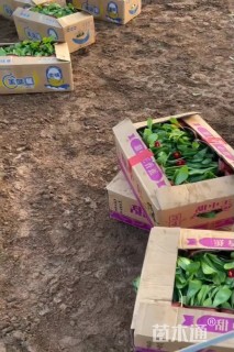 高度10厘米雏菊