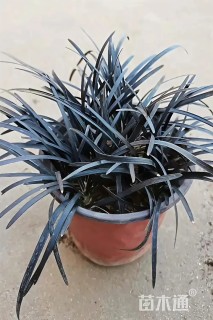高度10厘米黑麦冬