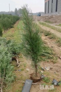 高度150厘米侧柏小苗