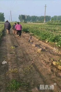 高度45厘米月季