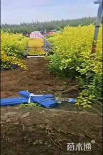 高度50厘米金叶女贞