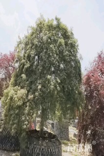 高度350厘米羽毛枫