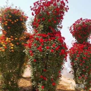 50公分造型月季