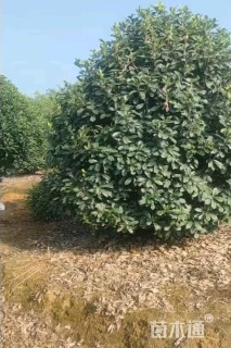 冠幅40厘米瓜子黄杨球