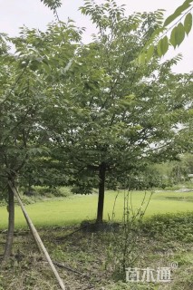 12公分红粉佳人樱