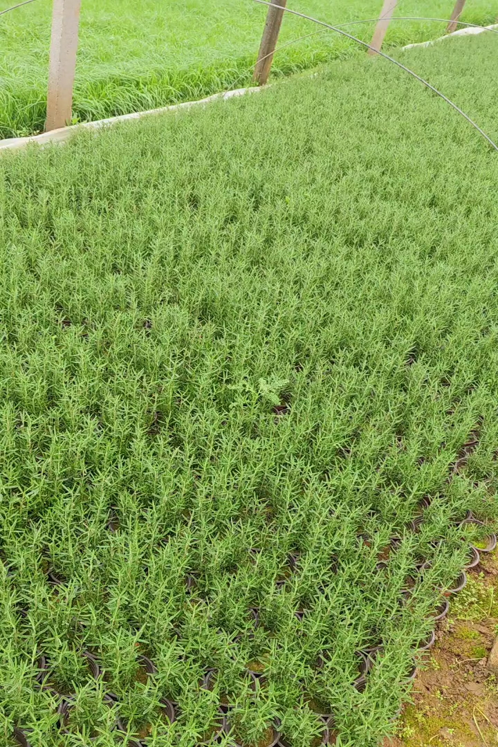高度20厘米迷迭香