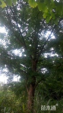 20公分银杏