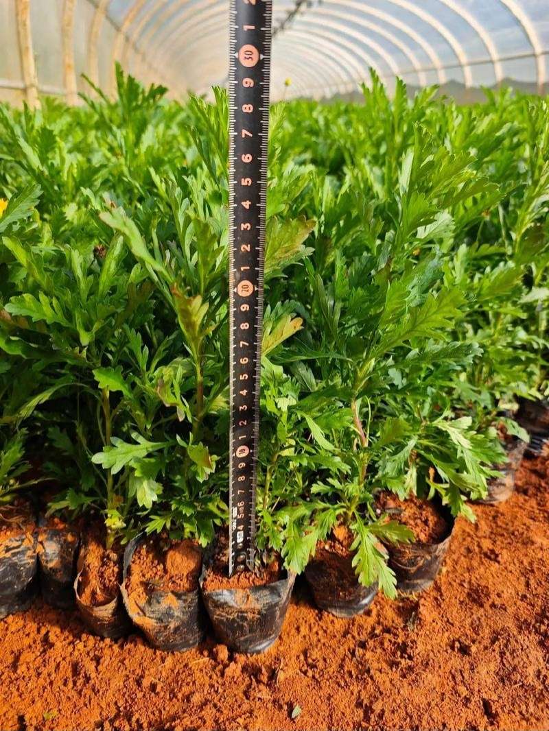 高度20厘米甘菊