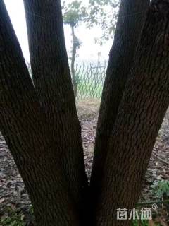 70公分多杆香樟