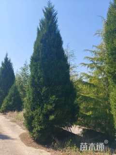高度600厘米蜀桧