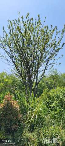 137公分(5杆)丛生朴树