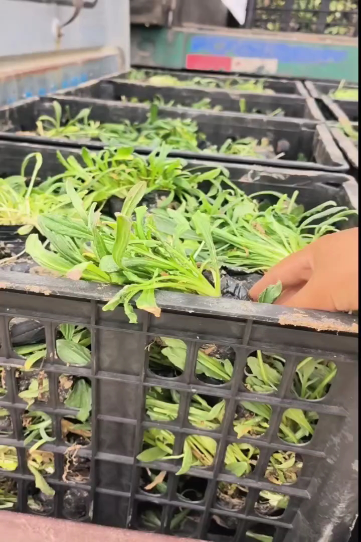高度20厘米准噶尔矢车菊