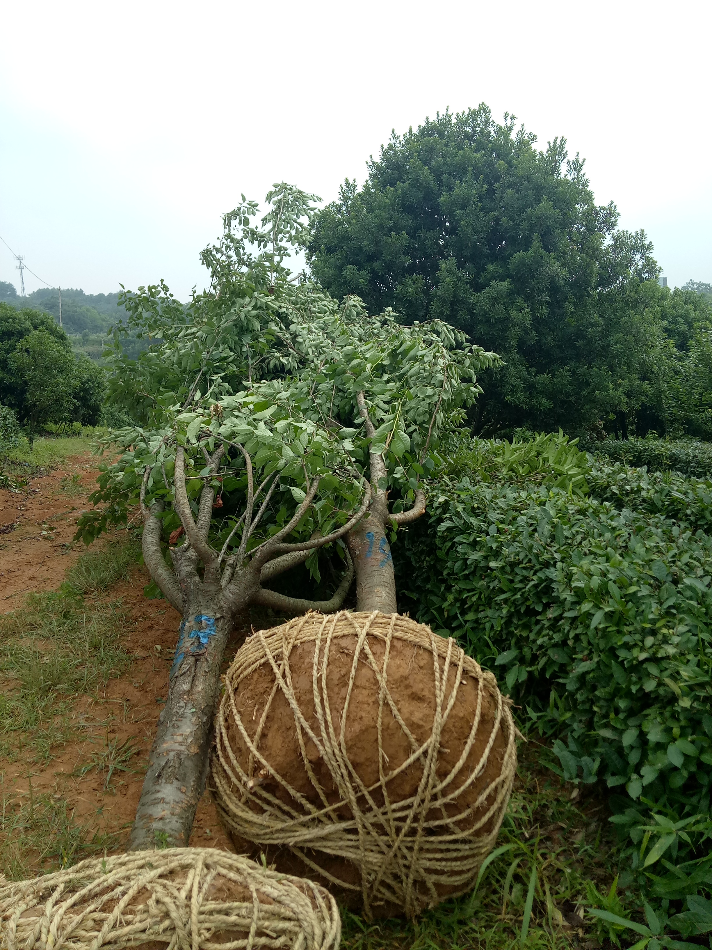 13公分日本早樱