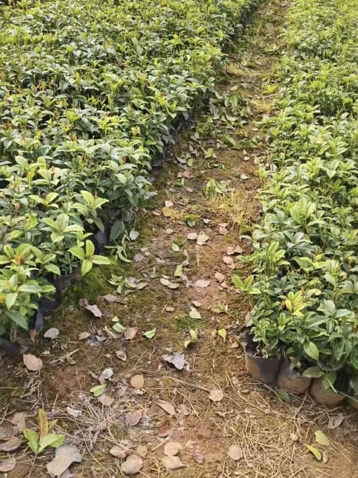 高度30厘米四季桂小苗