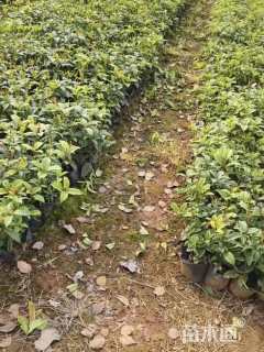 高度30厘米四季桂小苗