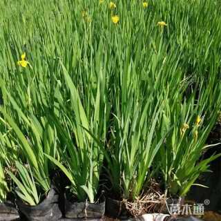 高度15厘米黄菖蒲