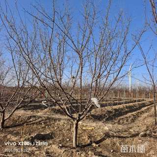 20公分山楂树