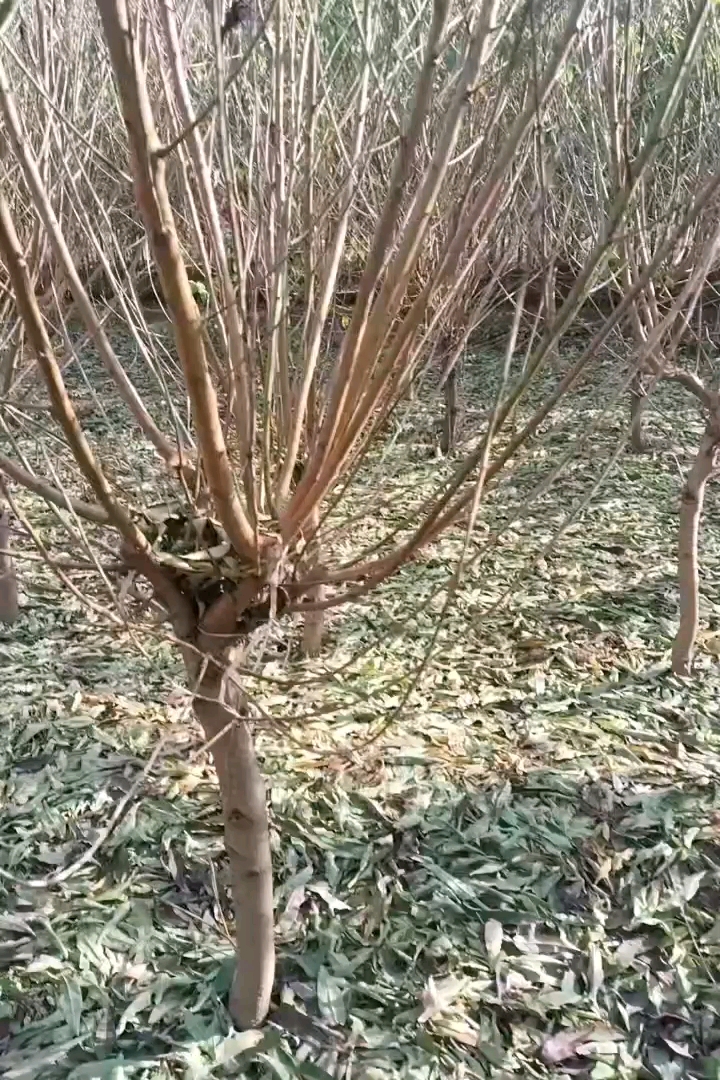 5公分菊花桃