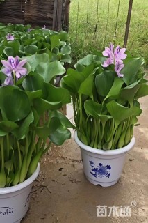 高度30厘米水葫芦